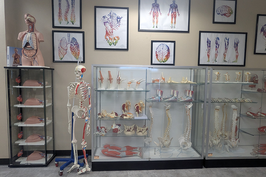 Close up of anatomy models in Student Life Center